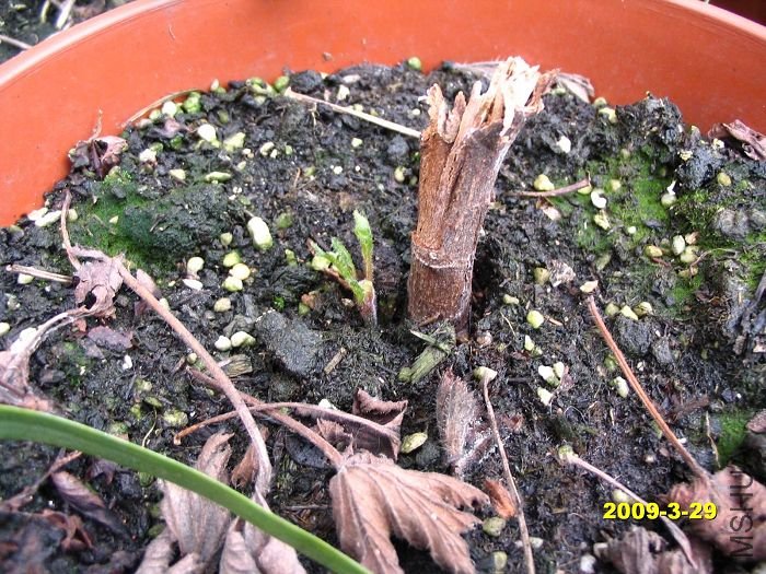 ����һ�ù���