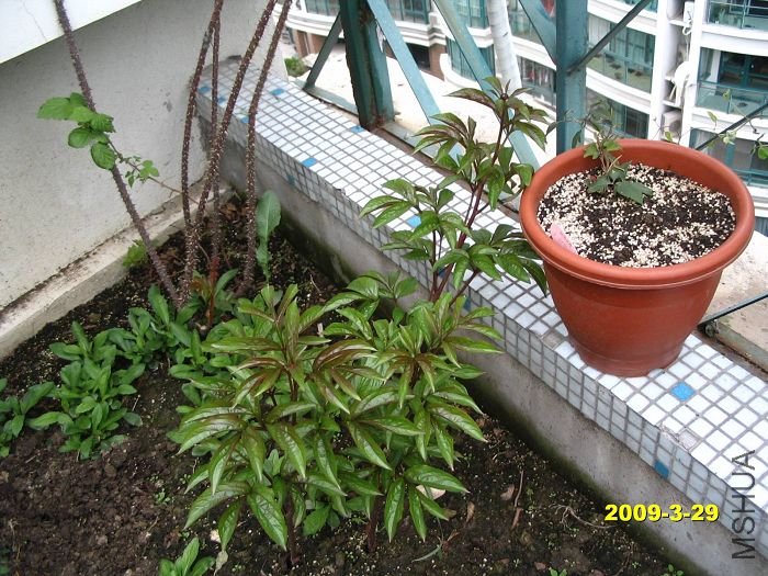 ��ҩ�л����ˣ������ǰ�괺���ֵ�,���ȥ��Ϳ�����,����