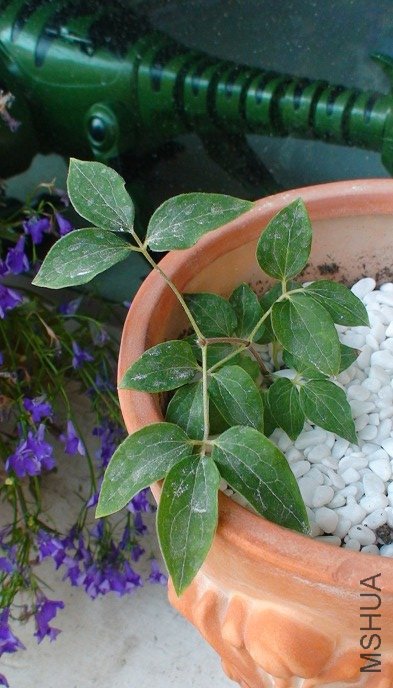 ��ʱֻ���������Ŀ��ɱȡ�����ή���ˣ�ֻժ��һ�ڣ�����������һֱ��������ӡ�