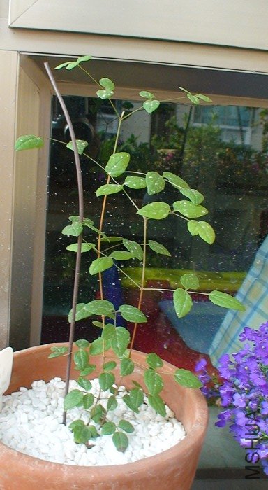 ��������ʱ�ĸ�ϵ�����в������������ģ��ǵ�Ҳ��������������Ҳ��ֹ���������������ڵ�����Ҫ�Ժ�Щ��