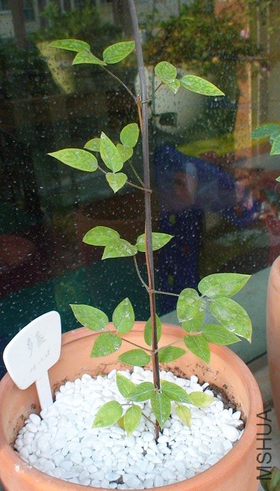 ��һ����ʱ��ֻ����������С��������Ҳֻժ��һ�ڡ�