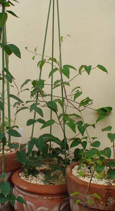 �����ĸ�ϵ���ϴ��ŵĲ������ƽ��ˮƽ������Ҳ����ƽ��ˮƽ��֦����ҶƬ������������û������