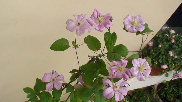 �������˵ĸ�ϵҲ��ƽ��ˮƽ����������9�仨������, �����ڵ�λ����������̨������õĵط�.