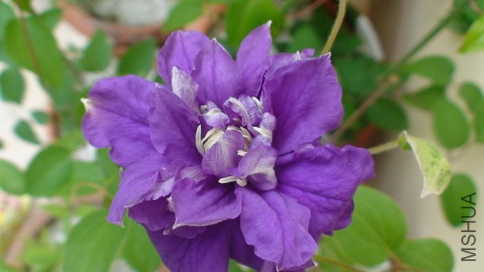 �����ߵĸ�ϵ���ǵ���2,3�ģ�Ҳ��5,6����ϸ�ֳ��ĸ�������4��׳ѿȴֻ��Ӫ������һ��֦������Ҳ������.