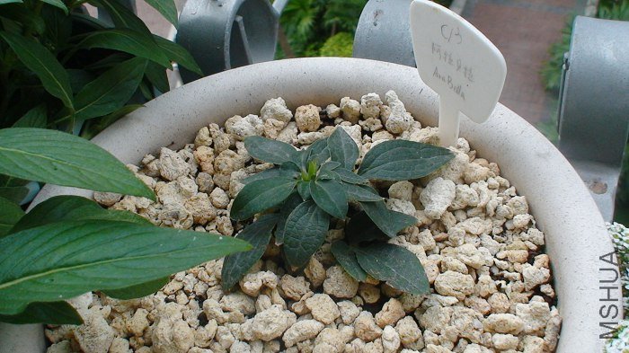 ���������ĸ�ϵҲ�����ģ�Ҳ��5,6��ϸ����һ��׳ѿ, ���ڴӵ����ֲ�꿴ʵ�ڲ���ô���������ﻹ�����ĸ�׳ѿ ...