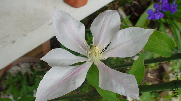 ��׿÷����ʱ�ĸ�ϵҲ��ƽ��ˮƽƫ��һ�㣬����ϸ��֦��ֻ������һ�䵥��Ļ������ֻ��һ֦�����ܻ����Щ ...