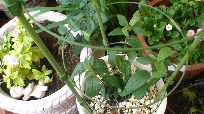 ����������ϵ���, ֻ�Ǳ����úܶ�, ��4����ѿ, ȫ�����˳���, 3�����ƺܺ�, 1��ͣ��. ���ﻹ����6��׳ѿ!