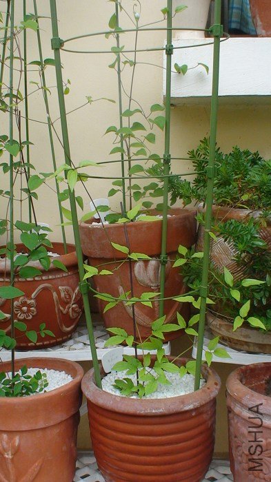 2-14��, �ֳ�����һЩ, ����������, ���ƺ���������. ����̫����ɹ, Ҳ���ܸ�ϵ����.