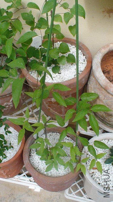 2-27��, �Ѿ�ժ�˻���, ȴ�����µ�ѿ�㳤����, �������ڳ�����! ----��ֻ��������ο�Լ�.