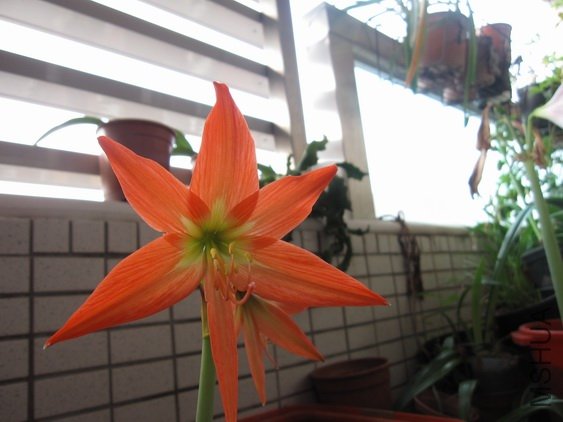 Hippeastrum striatum1.jpg