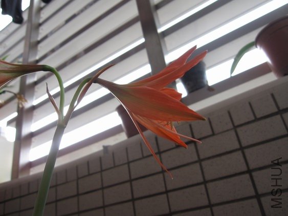 Hippeastrum striatum2.jpg
