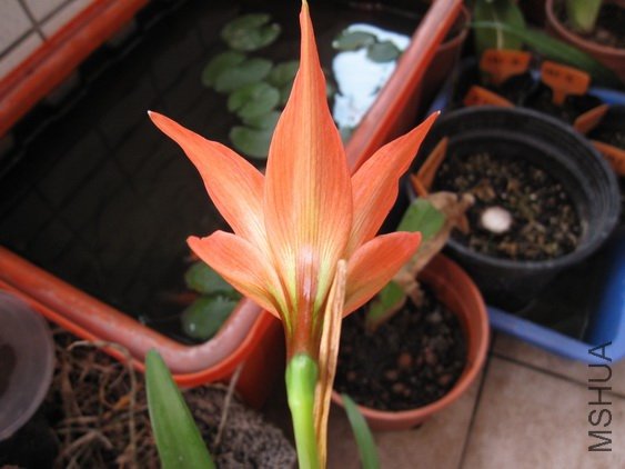 Hippeastrum striatum3.jpg