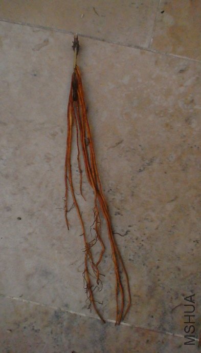 ���а�ĸ�ϵ�Ժ�һ��,�������޷������ű�,��һ����֦����,��2����С�Ķ�����֦.������ǿ��7��,ȫ����ϸ��ϸ ...