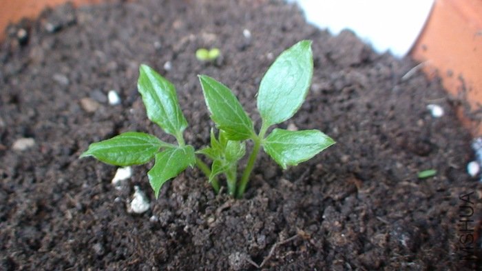 ʮ���İٱ�Ů��Ҳ�ǳ�����õ�. �������緢ѿ��! ������ѿҲ���, ������һ���̶̵�֦��.