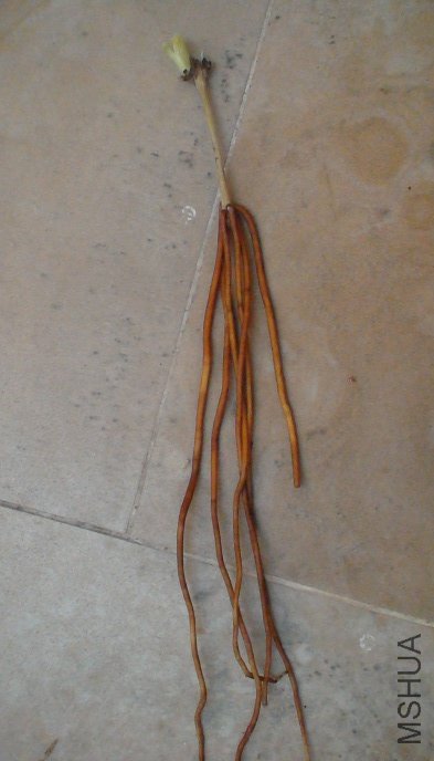 ��������, Ҳ�аٱ�Ů��, ��ϵ��4������õ�, ��ֻ��6����, �����ĸ������׳��! ������һ��׳ѿ!