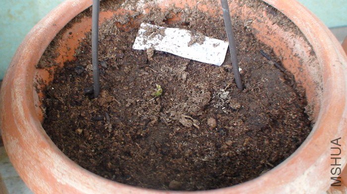 ���Ʒ���뵭�������Ļ�������, Ʒ��Ҳǿ��, ��ʮ���Ķ���û�з�ѿ!