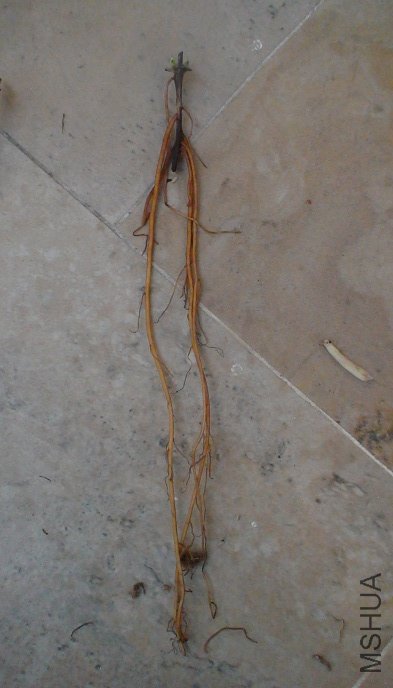 ����������, �������ڴ���Ʒ��, ��˵ʮ�ֵ�ǿ��! �������ڵĸ�ϵ����ʮ�ֵ�����! ����һ��3��������, �Ҷ��� ...