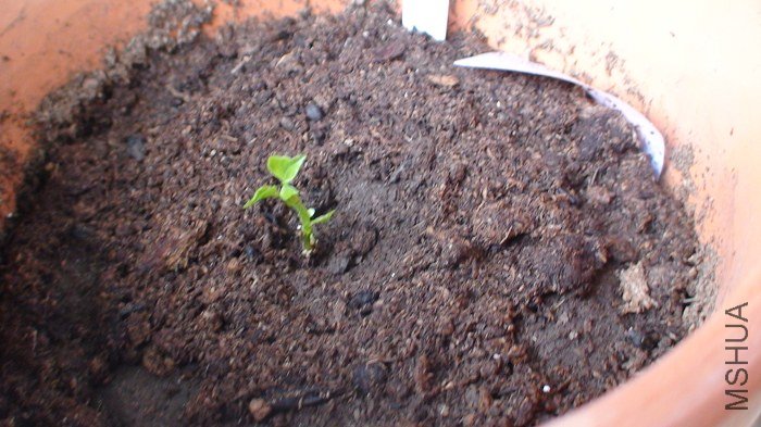 ʮ�������а��һ��һС����ѿ��. ��ʵ�����Ǵ�һ���ѿ���Ǻ�С��.