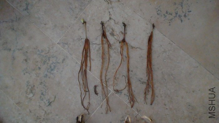 �����ź�Ӱ!  ����: ��������, ������, ����, ���а�.