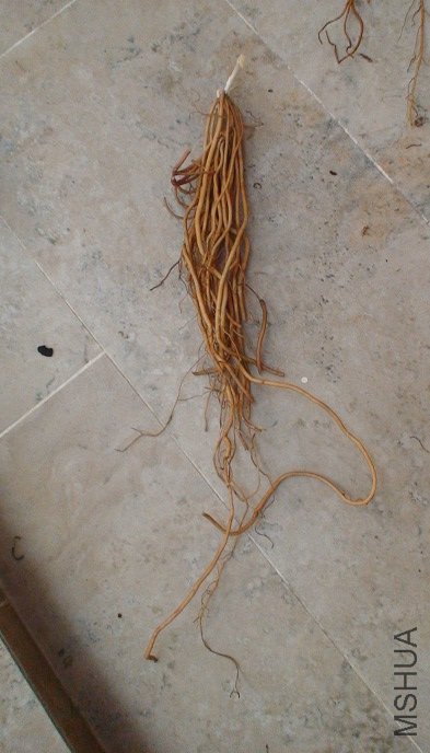 ���������, ���ܳ��ܳ�!