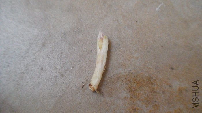 ������Ǹ��װ׵Ķ�ѿ! ���������۵Ĵ�ѿ!