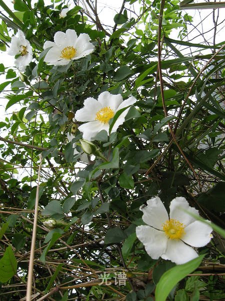 ��Ƭ 092.jpg