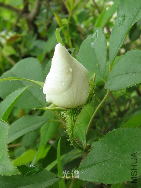 ��Ƭ 058.jpg