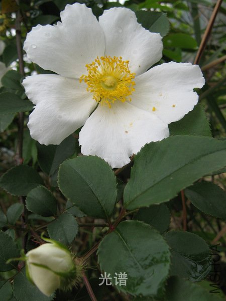 ��Ƭ 098.jpg