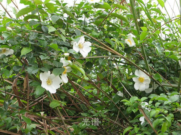 ��Ƭ 099.jpg