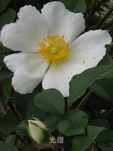 ��Ƭ 089.jpg
