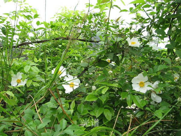 ��Ƭ 054.jpg