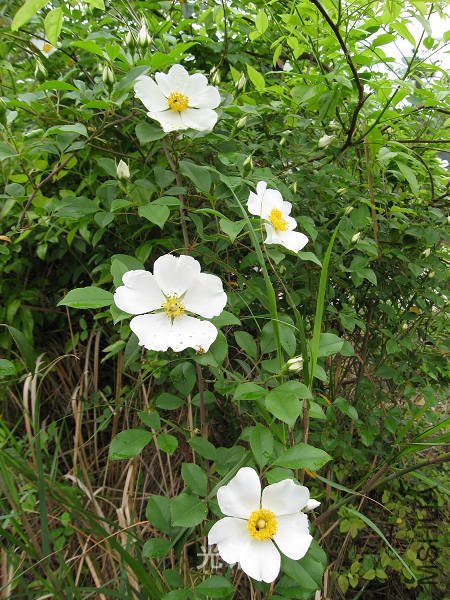 ��Ƭ 049.jpg