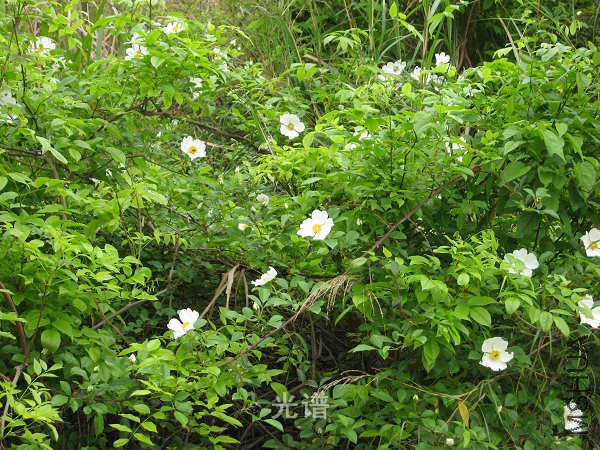 ��Ƭ 064.jpg