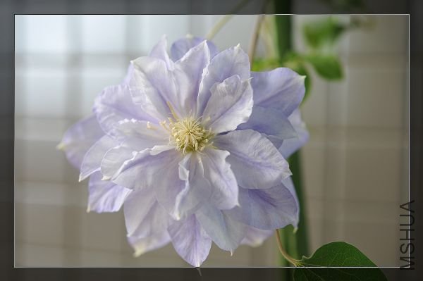 090329������ (1).JPG