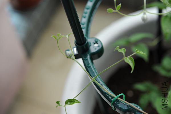 ³�����ʿ (1).JPG