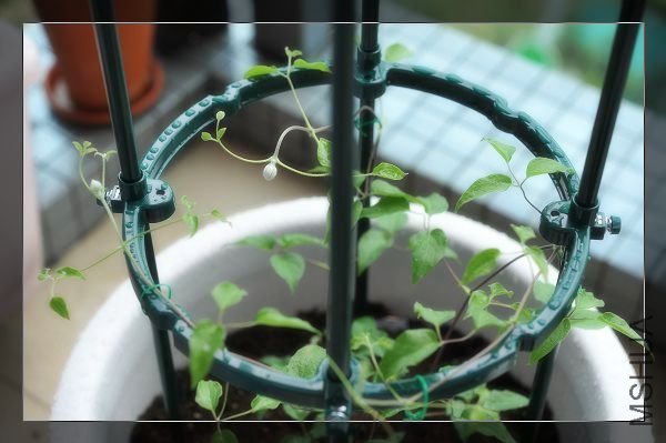 ³�����ʿ (2).JPG