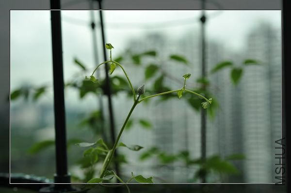 090329���⻨��BLUE LIGHT.JPG