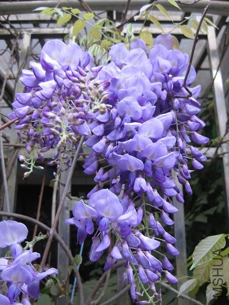 2009֮����Ϫӣ��԰ 024.jpg