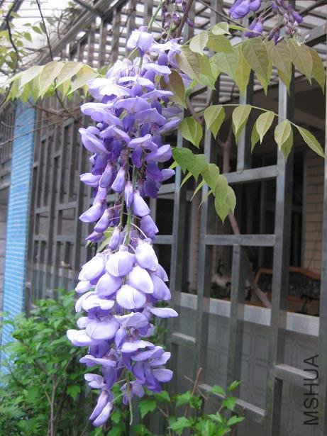 2009֮����Ϫӣ��԰ 041.jpg