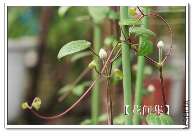 IMG_3039 ����.jpg