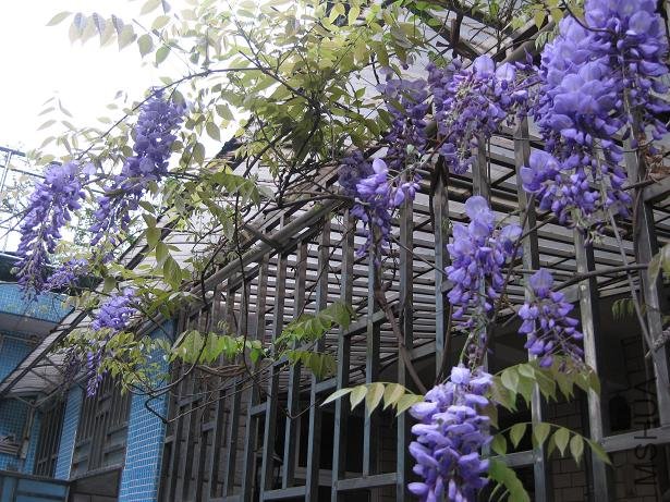 2009֮����Ϫӣ��԰ 037.jpg