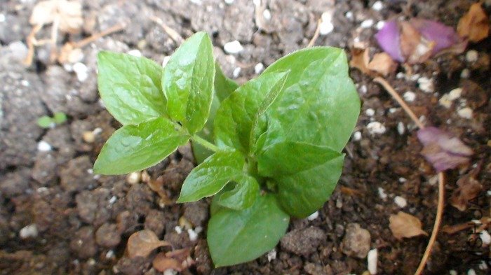 һ��������, һֱ���������û�б仯.