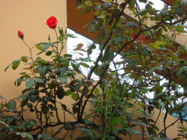 ����˹Ҳ��ʼ����