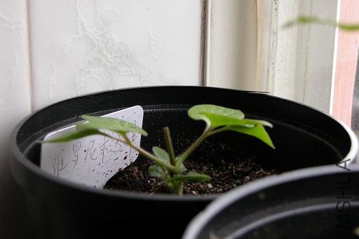 09.3.29���粿��(Veronica's Choice).JPG