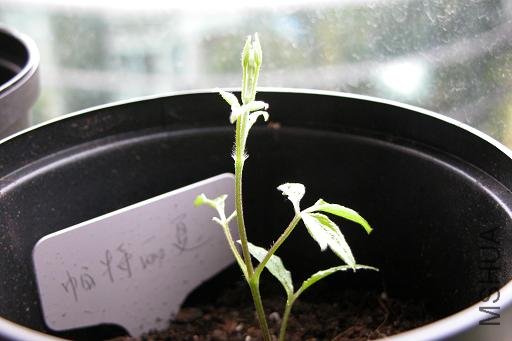 09.3.29���粿��(patricia ann fretwell).JPG