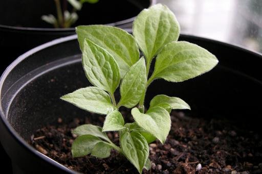 09.3.29���粿��(Bieszczady ).JPG