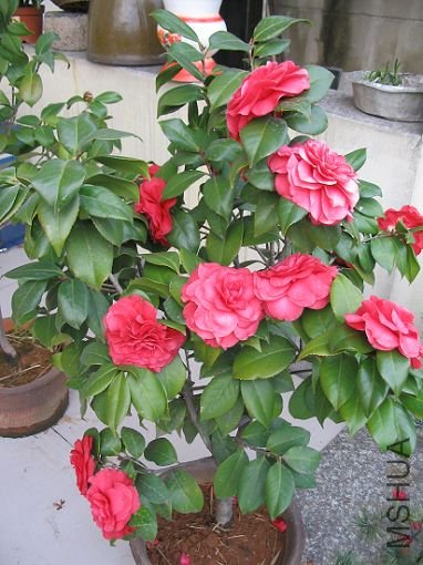 ��Ƭ20090322 026.jpg