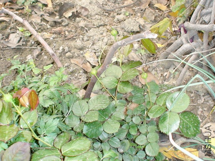 090326-834.jpg