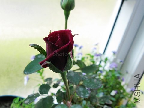 nEO_IMG_IMG_0664.jpg