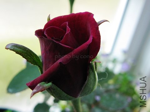 nEO_IMG_IMG_0663.jpg